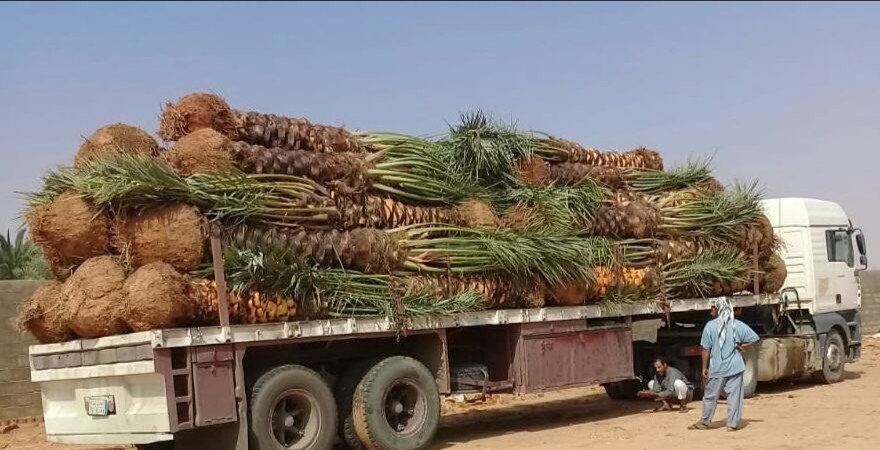 توريد وتركيب نخيل 