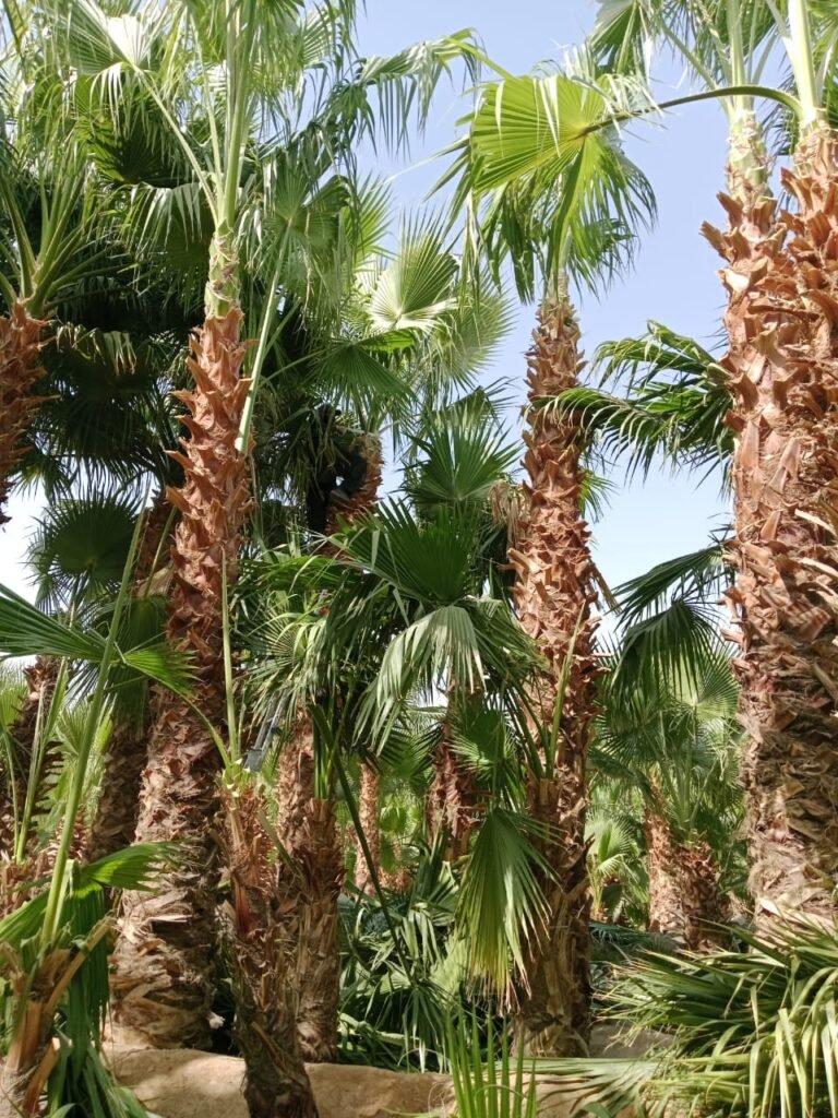 زراعة تخيل مثمر