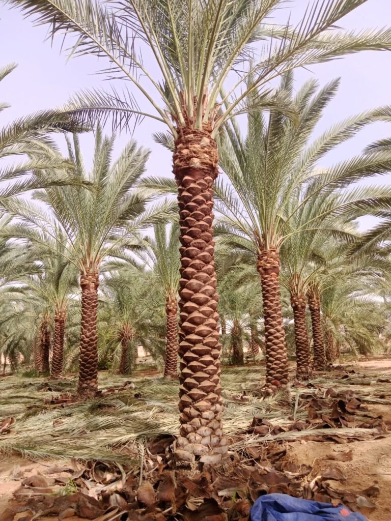زراعة نخيل