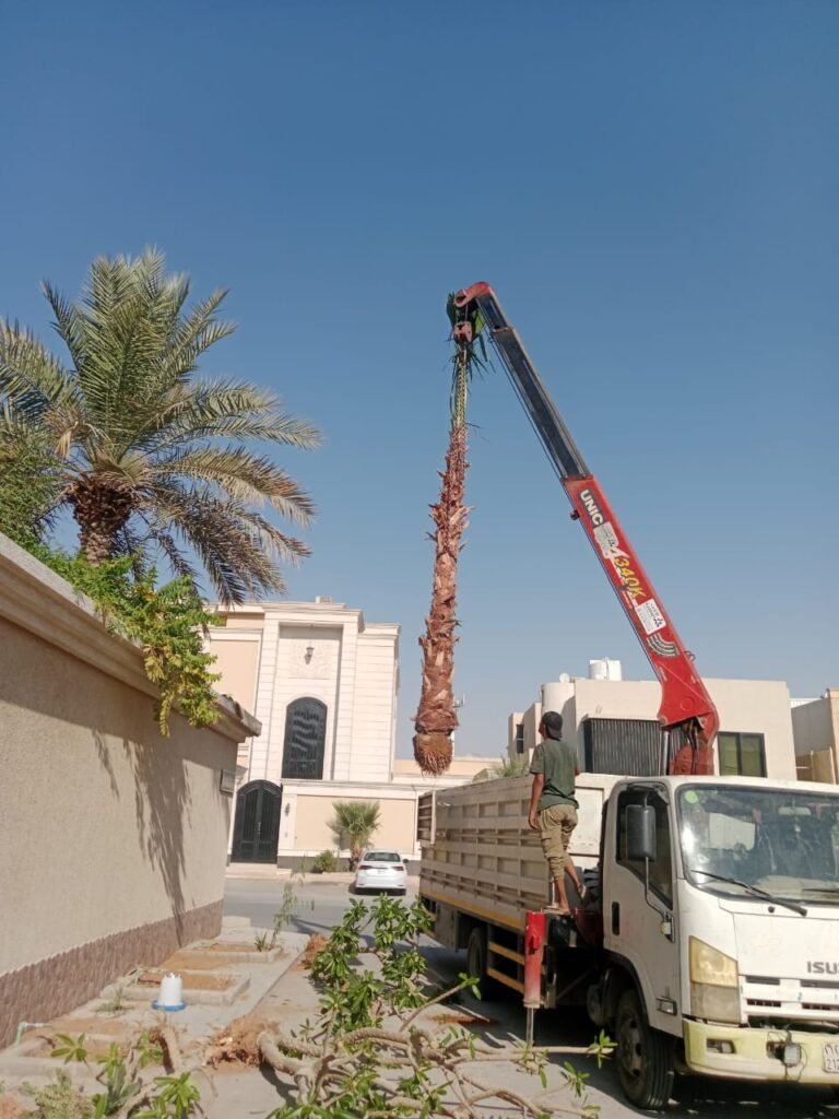 توريد وزراعة النخيل