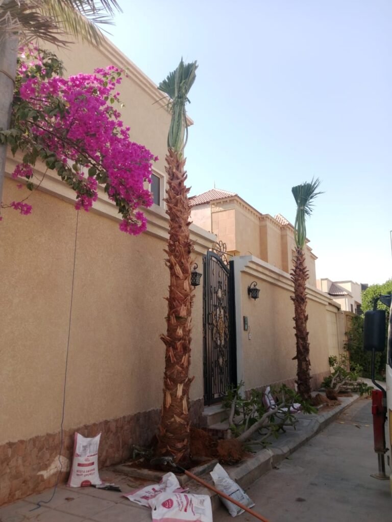 زراعة نخيل زينة