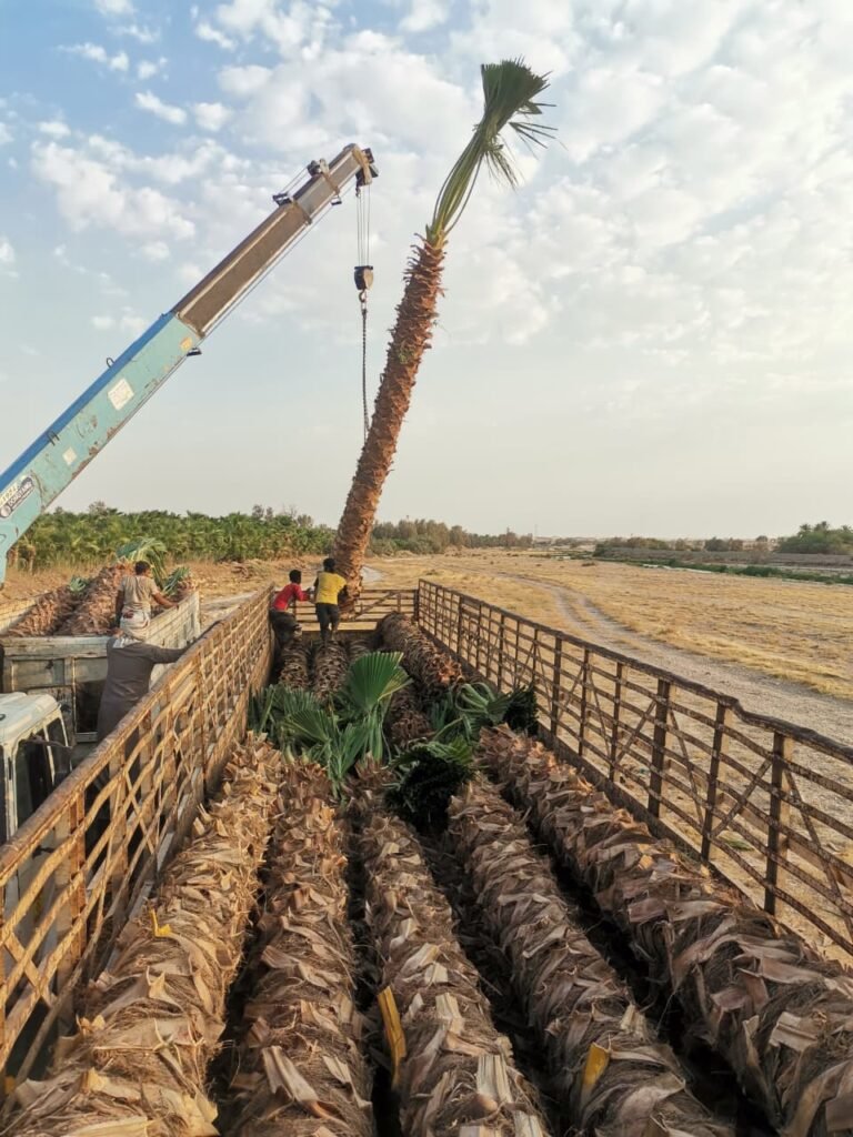 توريد وزراعة أشجار النخيل